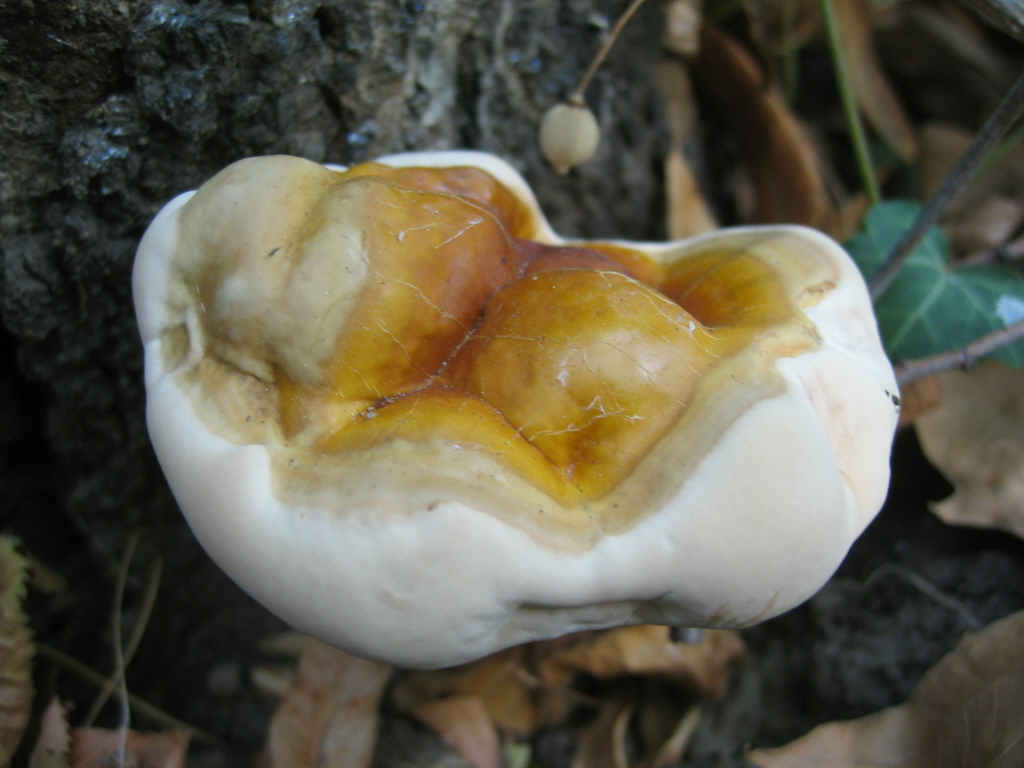 2005 :  Un anno di funghi